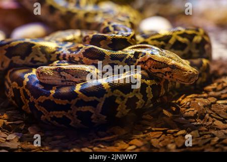 Due serpenti di boas si avvolgono l'uno intorno all'altro nel loro nido. Foto Stock