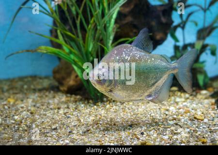 Pesci tropicali luminosi nuotano tranquillamente in un acquario. Foto Stock