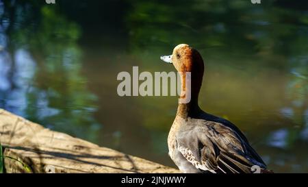 Anatra dai colori vivaci che riposa sul lago al tramonto. Foto Stock