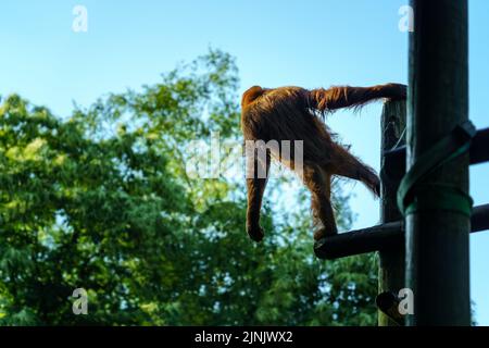 Orangutan sulla schiena arroccato su alcuni tronchi e guardando giù per terra con le braccia tese. Foto Stock