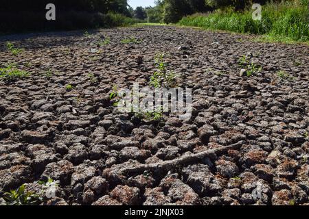 Londra, Regno Unito. 12th agosto 2022. Un grande stagno completamente asciutto nel Wanstead Park nel nord-est di Londra, come una siccità è dichiarata in alcune parti del Regno Unito. Le ondate di calore persistenti derivanti dai cambiamenti climatici indotti dall’uomo hanno colpito gran parte di Londra, con incendi e siccità visibili in tutta la capitale. Credit: Vuk Valcic/Alamy Live News Foto Stock