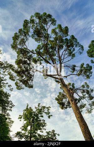 Grande pino in silhouette contro il cielo blu con nuvole nei giorni estivi. Foto Stock