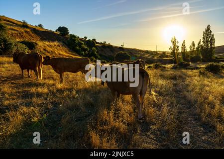 Mandria di mucche nel campo retroilluminato al tramonto sulle montagne. Foto Stock