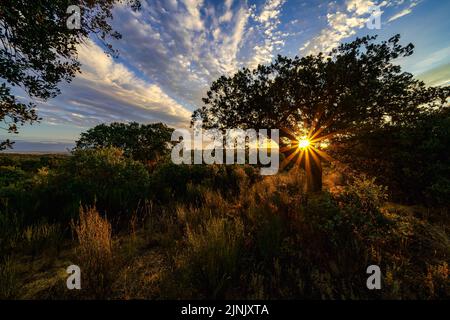 Tramonto dorato con il sole tramontare dietro un albero. Foto Stock