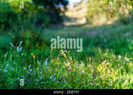 Sfondo di piccoli fiori selvatici nel campo. Foto Stock