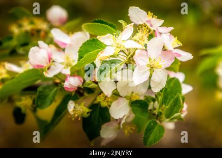Albero di mela fiorente, primo piano dei fiori fiorenti Foto Stock