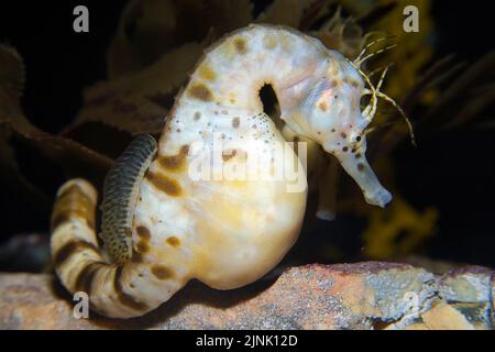 Cavalluccio marino panciottola o cavalluccio marino pancia grande (Hippocampus abdominalis), maschio, che trasporta uova, il più grande cavalluccio marino del mondo, la Nuova Zelanda Foto Stock