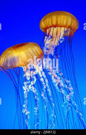 Le gelatine di ortica marina (Chrysaora fuscescens) che sgocciolano in acque blu, California, Stati Uniti, Oceano Pacifico