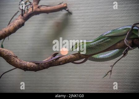 Bangkok, Thailandia. 12th ago, 2022. Un serpente di rat dalla coda rossa visto in mostra al Queen Saovabha Memorial Institute e alla fattoria di serpenti a Bangkok. Il Queen Saovabha Memorial Institute, noto anche come Bangkok Snake Farm, è stato fondato nel 1923 per allevare serpenti velenosi per l'estrazione del veleno e la produzione di antivenom per la Thailandia e le regioni circostanti, dove i serpenti velenosi sono endemici. L'istituto serve anche come museo per informare il pubblico sui serpenti in Thailandia. Credit: SOPA Images Limited/Alamy Live News Foto Stock