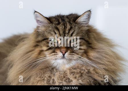 Ritratto di gatto siberiano, sesso maschile e capelli castani Foto Stock