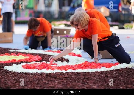 Bruxelles, Belgio. 12th ago, 2022. La gente prepara il tappeto di fiori alla Grand Place di Bruxelles, Belgio, 12 agosto 2022. Dopo la cancellazione del Flower Carpet 2020 a causa della pandemia COVID-19, la festa tradizionale è tornata a Bruxelles dal 12 al 15 agosto 2022. Il tema del Flower Carpet 2022 è "50th° anniversario del Flower Carpet di Bruxelles". Gli artisti reinterpretano il disegno del primo tappeto di fiori nel 1971, utilizzando circa 140.000 begonie, 225.000 dahlias, corteccia tinto, rotoli di erba sintetica, crisantemi ed euonymus. Credit: Zheng Huansong/Xinhua/Alamy Live News Foto Stock