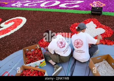 Bruxelles, Belgio. 12th ago, 2022. La gente prepara il tappeto di fiori alla Grand Place di Bruxelles, Belgio, 12 agosto 2022. Dopo la cancellazione del Flower Carpet 2020 a causa della pandemia COVID-19, la festa tradizionale è tornata a Bruxelles dal 12 al 15 agosto 2022. Il tema del Flower Carpet 2022 è "50th° anniversario del Flower Carpet di Bruxelles". Gli artisti reinterpretano il disegno del primo tappeto di fiori nel 1971, utilizzando circa 140.000 begonie, 225.000 dahlias, corteccia tinto, rotoli di erba sintetica, crisantemi ed euonymus. Credit: Zheng Huansong/Xinhua/Alamy Live News Foto Stock