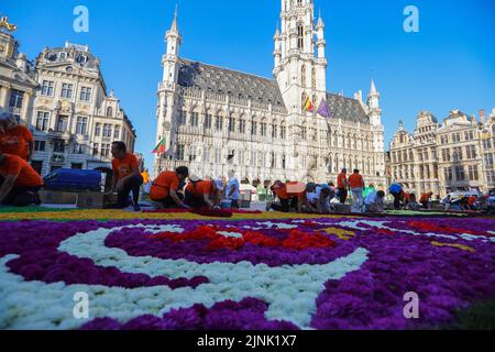 Bruxelles, Belgio. 12th ago, 2022. La gente prepara il tappeto di fiori alla Grand Place di Bruxelles, Belgio, 12 agosto 2022. Dopo la cancellazione del Flower Carpet 2020 a causa della pandemia COVID-19, la festa tradizionale è tornata a Bruxelles dal 12 al 15 agosto 2022. Il tema del Flower Carpet 2022 è "50th° anniversario del Flower Carpet di Bruxelles". Gli artisti reinterpretano il disegno del primo tappeto di fiori nel 1971, utilizzando circa 140.000 begonie, 225.000 dahlias, corteccia tinto, rotoli di erba sintetica, crisantemi ed euonymus. Credit: Zheng Huansong/Xinhua/Alamy Live News Foto Stock