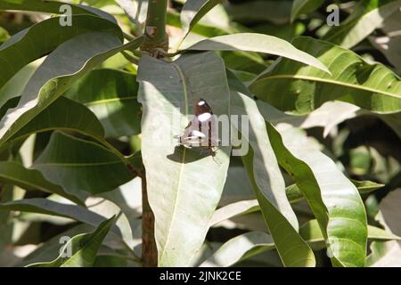 Farfalla Danaid Eggfly (Hypolimnas misippus) appoggiata su una foglia Foto Stock