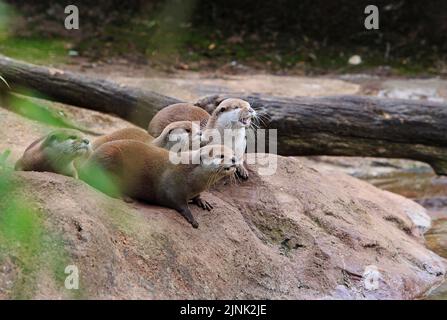 Gruppo di famiglie di lontre asiatiche a corto clawed seduti su un grande Boulder con uno sfondo naturale Foto Stock