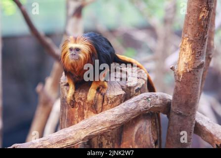 Scimmia Tamarin dorata che riposa su un ramo Foto Stock