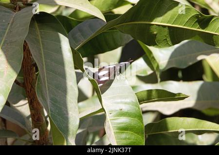 Vista dall'alto di una farfalla Danaid Eggfly (Hypolimnas misippus) poggiante su una foglia Foto Stock