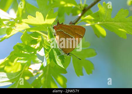 Farfalla marrone hairstreak (Thecla betulae), una femmina fresca arroccata su un albero di biancospino, Hampshire, Inghilterra, Regno Unito, nel mese di agosto Foto Stock