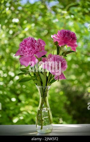 vaso, peonia, vasi, peonie Foto Stock