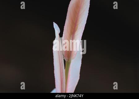 Salix integra var Hakuro Nishiki albero in giardino Foto Stock