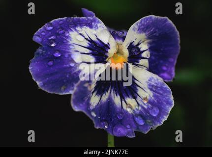 Primo piano su un fiore umido Pansy Foto Stock