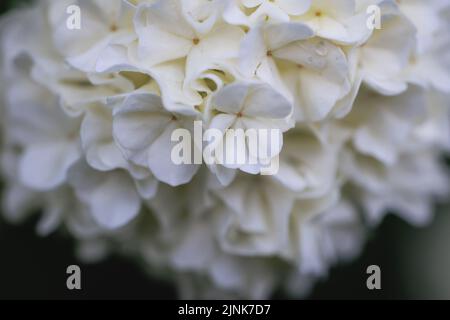 Fiori bianchi arrotondati di pianta di Viburnum nel giardino Foto Stock