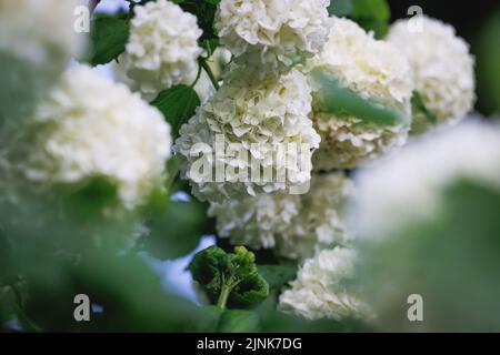 Fiori bianchi arrotondati di pianta di Viburnum nel giardino Foto Stock