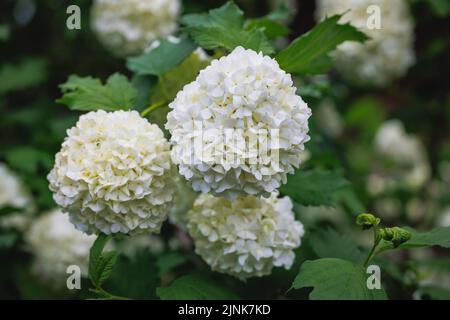 Fiori bianchi arrotondati di pianta di Viburnum nel giardino Foto Stock