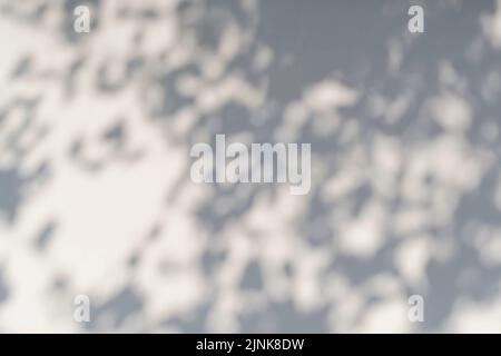 Effetto di sovrapposizione delle ombre per la foto. Ombre da foglie di alberi e rami tropicali su una parete bianca alla luce del sole. Foto di alta qualità Foto Stock