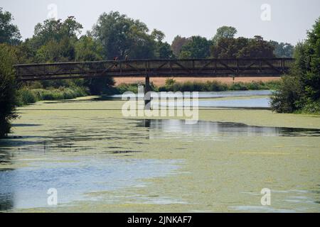 La gente cammina attraverso un ponte pedonale che attraversa il fiume Jubilee, che è coperto di alghe vicino a Dorney nel Berkshire. Parti del Sud-Ovest, parti dell'Inghilterra centrale e meridionale e l'Inghilterra orientale devono essere trasferite allo stato di siccità, ha affermato il Dipartimento per l'ambiente, l'alimentazione e gli affari rurali. Data immagine: Venerdì 12 agosto 2022. Foto Stock