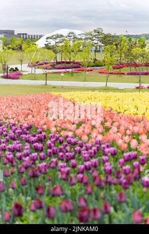 Uno scatto verticale di tulipani colorati che crescono in strati colorati in un parco sotto il cielo azzurro chiaro Foto Stock