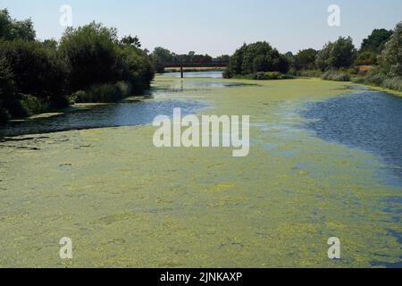 Il fiume Jubilee che è coperto di alghe nei pressi di Dorney nel Berkshire. Parti del Sud-Ovest, parti dell'Inghilterra centrale e meridionale e l'Inghilterra orientale devono essere trasferite allo stato di siccità, ha affermato il Dipartimento per l'ambiente, l'alimentazione e gli affari rurali. Data immagine: Venerdì 12 agosto 2022. Foto Stock