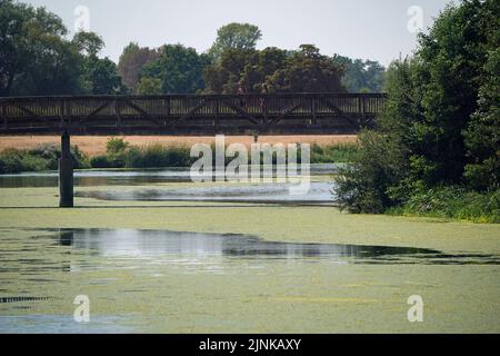 La gente cammina attraverso un ponte pedonale che attraversa il fiume Jubilee, che è coperto di alghe vicino a Dorney nel Berkshire. Parti del Sud-Ovest, parti dell'Inghilterra centrale e meridionale e l'Inghilterra orientale devono essere trasferite allo stato di siccità, ha affermato il Dipartimento per l'ambiente, l'alimentazione e gli affari rurali. Data immagine: Venerdì 12 agosto 2022. Foto Stock