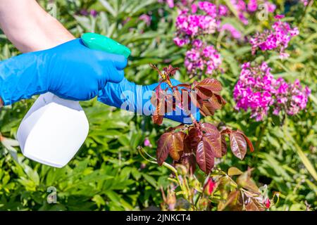 trattamento nel giardino di giovani germogli di rose da afidi, whiteflies e insetti parassiti Foto Stock