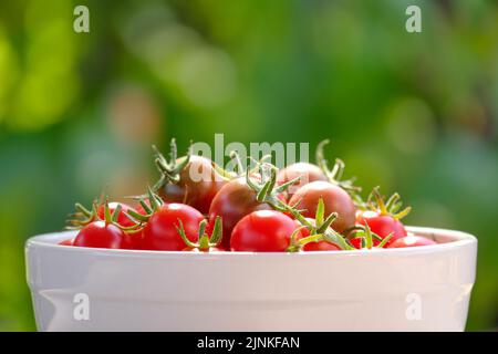 Pomodori ciliegini biologici prodotti in casa in ciotola bianca alla luce diretta del sole contro il fogliame verde dell'orto Foto Stock