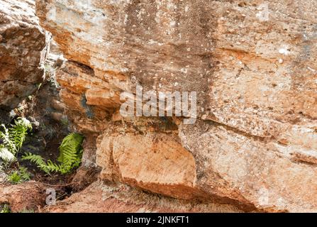 Nuova crescita emergendo dalla vecchia roccia cracked at the Edge, Alderly Edge, Cheshire Foto Stock