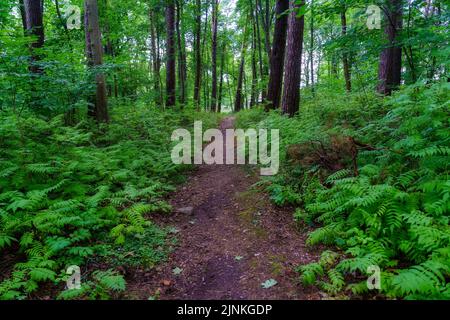 Percorso nella foresta con felci e alberi alti in estate giorno. Foto Stock