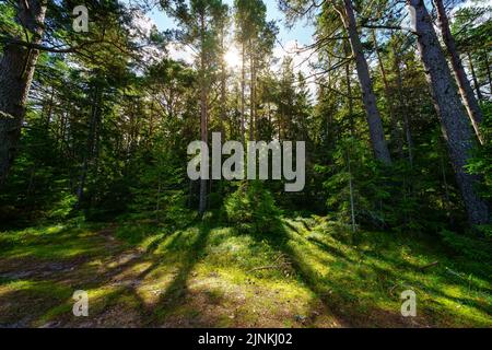 Verde foresta paesaggio con raggi di sole che entrano tra gli alberi al tramonto. Foto Stock
