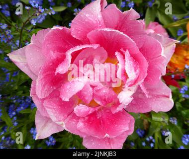 Un grande tulipano rosa grande coperto di gocce di pioggia in un fresco giorno di aprile Foto Stock