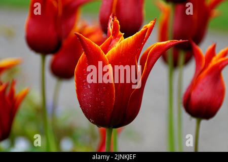 Un bellissimo tulipano di giglio rosso con una frangia gialla coperta di gocce di pioggia in un fresco giorno di aprile Foto Stock