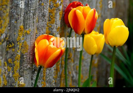 Bella grande giallo con tulipani rossi in un giorno di aprile Foto Stock