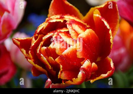 Un bellissimo tulipano doppio coperto di gocce di pioggia in un fresco giorno di aprile Foto Stock