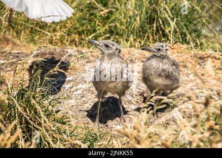 Due piccoli pulcini neri-posteriori del gabbiano osservano mentre il loro genitore vola via, Inchcolm Foto Stock
