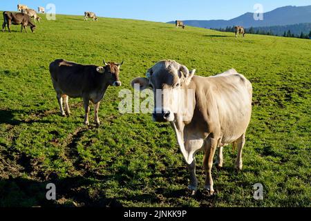 Mucche che che si crogiolano nel sole estivo sul prato alpino a Steingaden, nelle Alpi Bavaresi, Allgau, Baviera, Germania Foto Stock