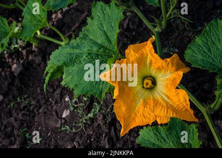 Bello giallo zucca fiore Squash giardino cortile suolo campo, Zucchini o zucchine, concetto di agricoltura ingrediente foglie ape miele, verde bac Foto Stock