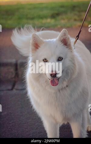 Un primo piano verticale di un cane Samoyed su un guinzaglio. Foto Stock