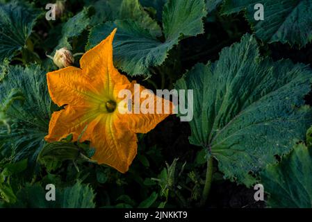 Bello giallo zucca fiore Squash giardino cortile suolo campo, Zucchini o zucchine, concetto di agricoltura ingrediente foglie ape miele, verde bac Foto Stock