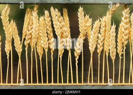 Primo piano di gambi di grano maturi in una struttura metallica Foto Stock