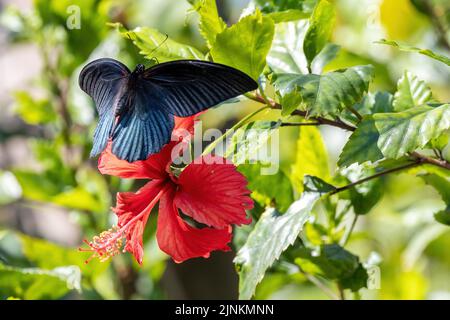 Grande farfalla mormone maschio che vola su un fiore rosso di ibisco, Thailandia Foto Stock