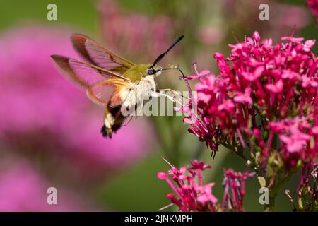 Una falca-sfinge d'ape a bordo largo raccoglie polline su un fiore rosso della Valeria Foto Stock